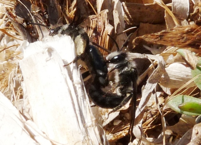 Andrena agilissima M e F (Apidae Andreninae)